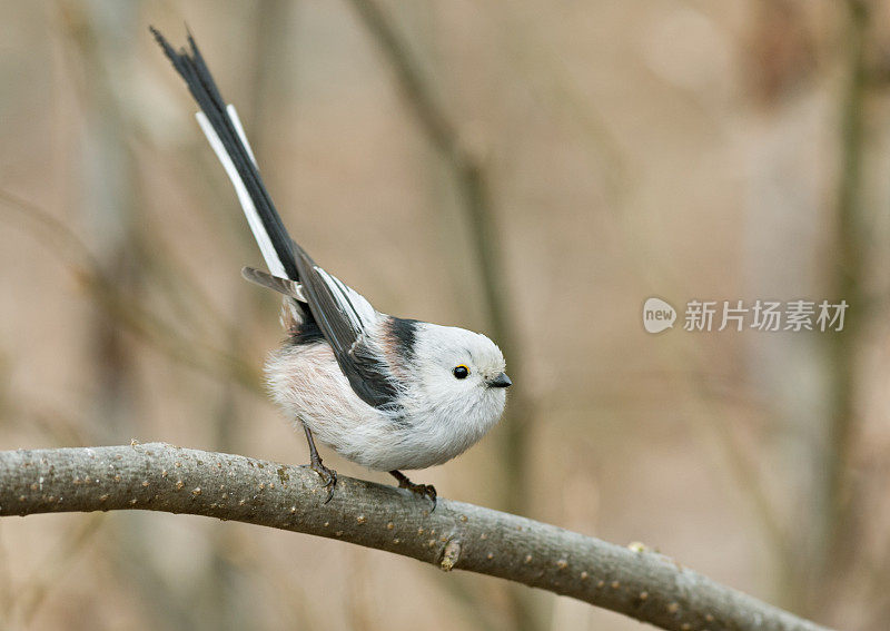 长尾灌木(Aegithalos caudatus)